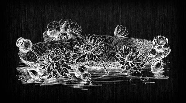 식물 식물 골동품 조각 그림 : 빅토리아 아마존 수련 - victoria water lily stock illustrations