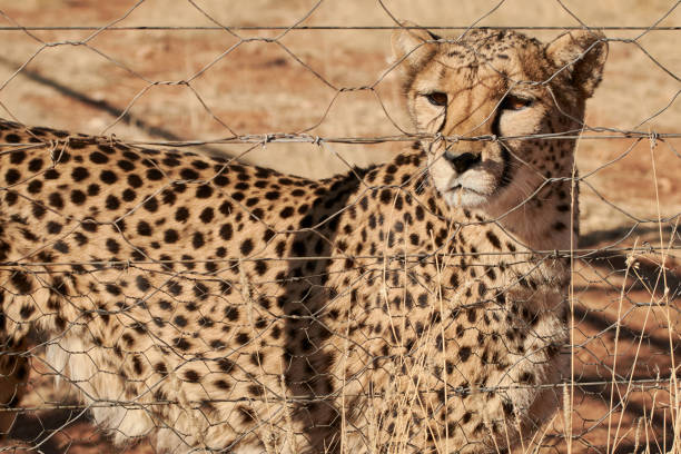 istock Wild Cheetah behind fence in captivity, Namibia (Acinonyx jubatus) 1336333264