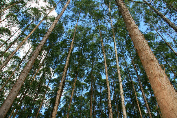 istock planting eucalyptus trees in southern bahia 1336333556