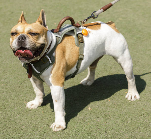 istock 6-Years-Old white and tan piebald male Frenchie standing and panting 1336334613