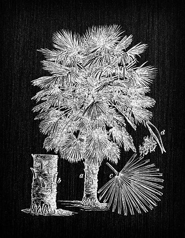 Botany plants antique engraving illustration: Chamaerops humilis (European fan palm or Mediterranean dwarf palm)