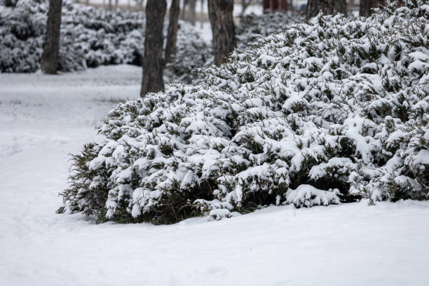 istock Winter beautiful and calm landscape with snow. Background with copy space for text 1336342117