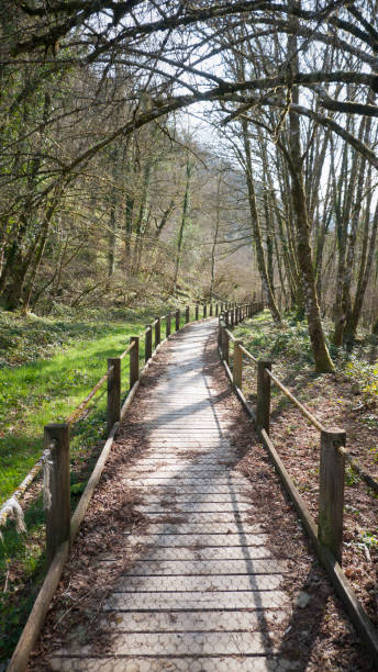 istock Wooden walkway in forest 1336342247