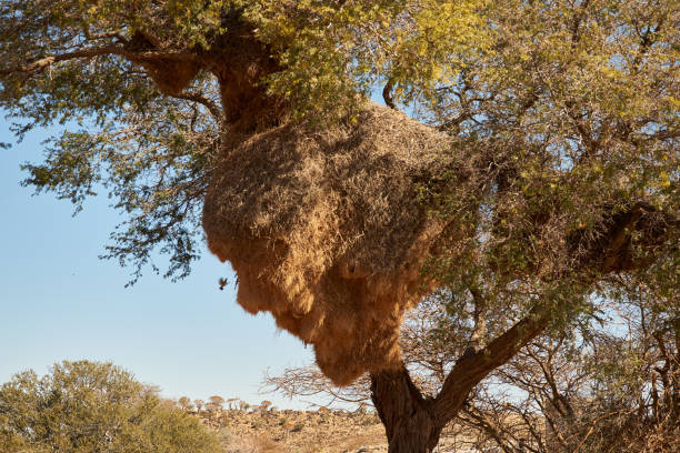istock Camelthorn tree (Vachellia erioloba) with sociable weaver birds nest 1336342260