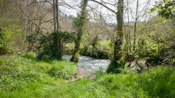 istock Riachuelo in the forest 1336343027