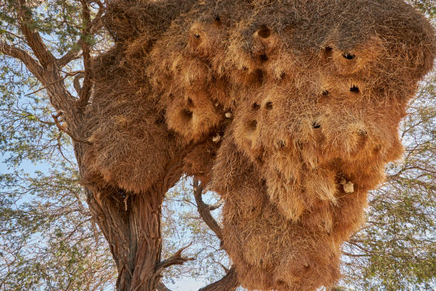 gros plan d’un énorme nid d’oiseau tisserand sociable sur un arbre épineux de chameau (vachellia erioloba) - tisserin photos et images de collection