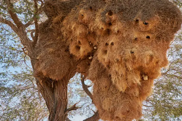 Close-up of huge sociable weaver birds nest hanging from Camel thorn tree (Vachellia erioloba) Namibia, Southern Africa.