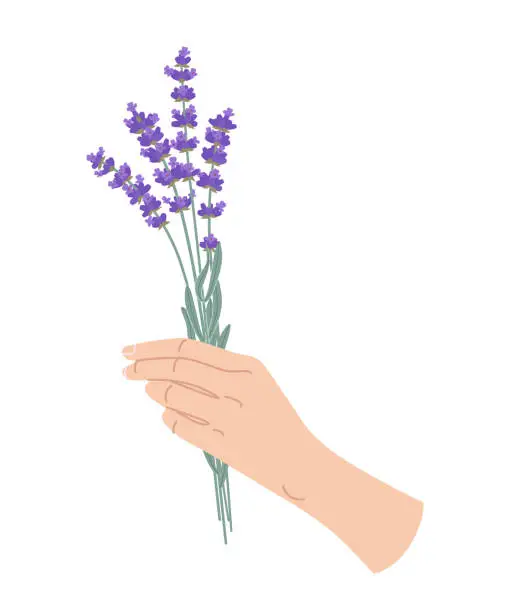 Vector illustration of Female hand holding blooming lavender bunch.