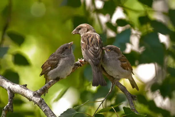 Photo of A sparrow feeds its chicks. Hungry sparrow chicks. The concept of care and family.