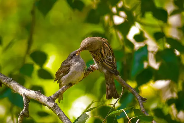 Photo of A sparrow feeds its chick. Hungry sparrow chick. The concept of care and family