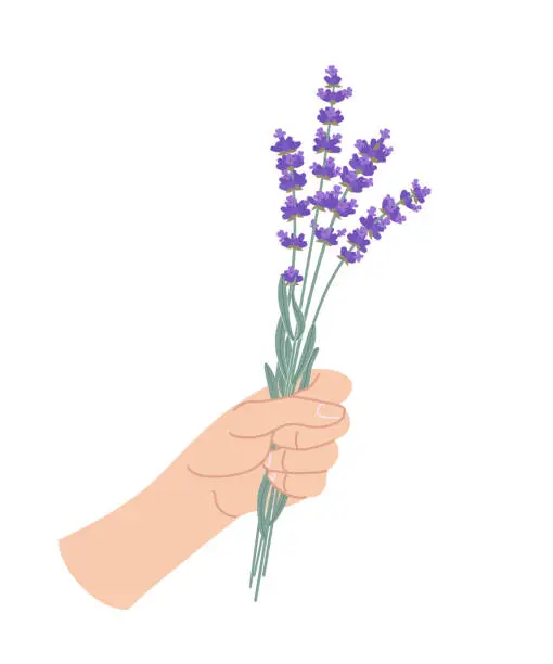 Vector illustration of Female hand holding blooming lavender bunch.