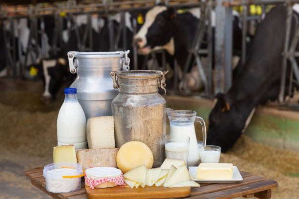 istock Fresh dairy products on table on background of cows in stall 1336345837