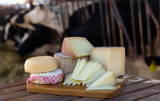 Whole wheels and slices of various delicious natural cheeses on wooden table standing in outdoor cowshed. Production of dairy products