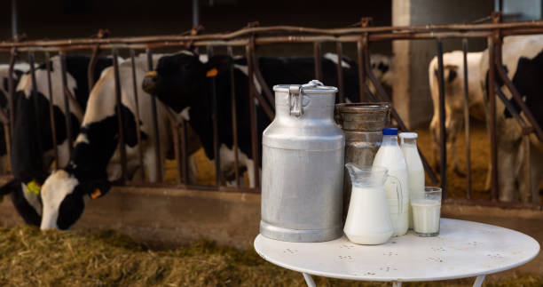 istock Milk, dairy products on table in cowshed 1336345854