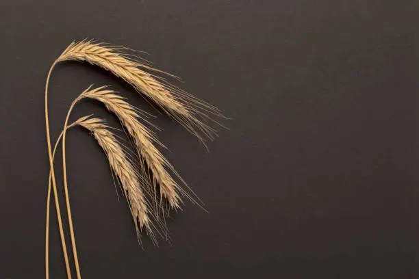 Three wheat ears on a black background. Wheat spikelets.
