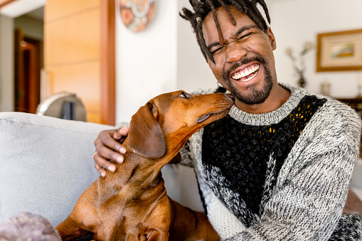 Laughing young man petting his cute little dachshund while sitting on a sofa in his living room at home