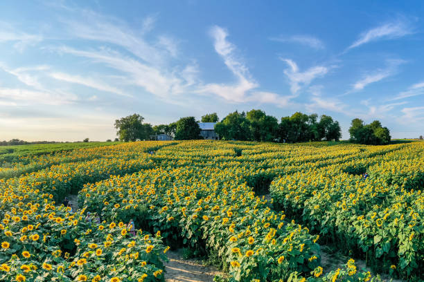 istock Farm at Highway 27 in the sunset, Cookstown, Canada 1336346664