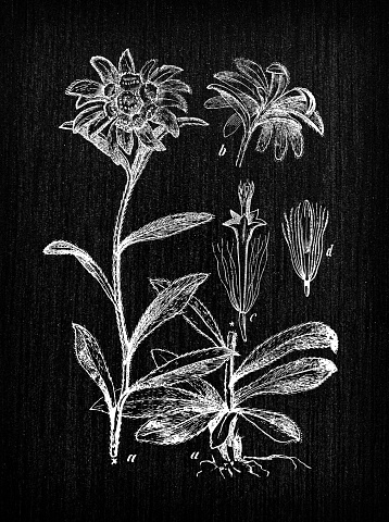 Botany plants antique engraving illustration: Leontopodium alpinum (edelweiss)