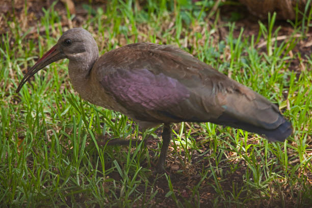 hadeda ibis bostrychia hagedash 8189 - glossy ibis - fotografias e filmes do acervo