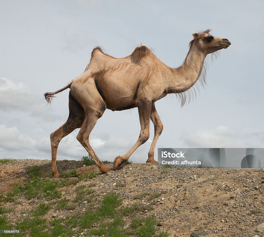 Chameaux de Bactriane - Photo de Animaux à l'état sauvage libre de droits