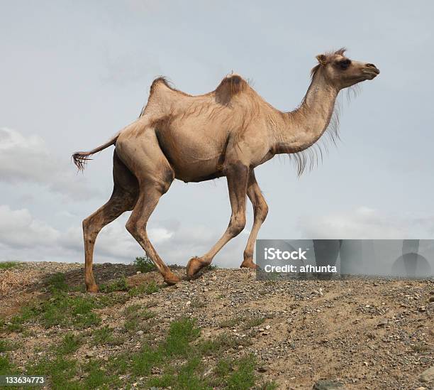 Bactrian 낙타 0명에 대한 스톡 사진 및 기타 이미지 - 0명, 갈색, 고비 사막