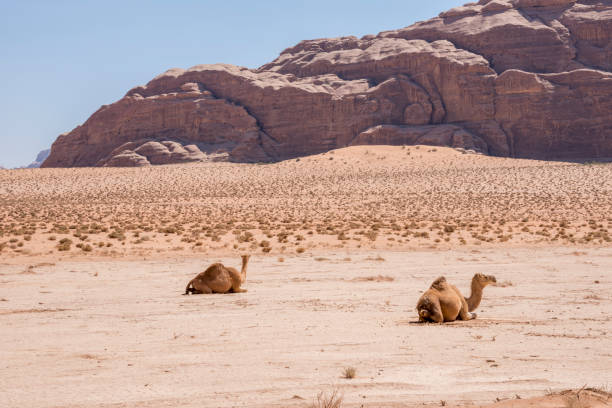istock Camels in the Jordanian desert 1336348434