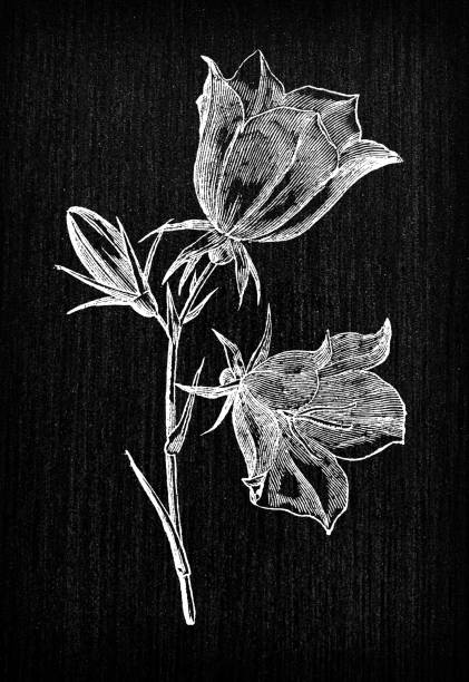 botanika rośliny antyczne ryciny ilustracja: campanula persicifolia (dzwonek brzoskwiniowy) - campanula stock illustrations