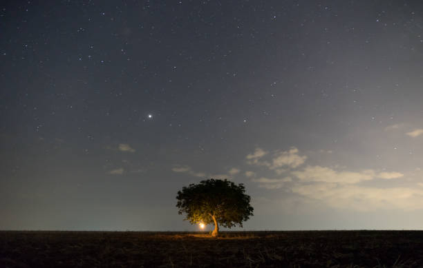 istock Milky way passes over a lonely tree in a field at night. 1336348993