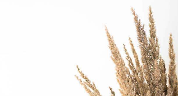 istock Pampas grass, close up, selective focus. Dried reeds boho style, copy space. 1336350860