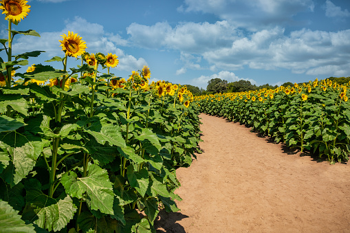 Beautiful field of sunflowers with dirt path walkway