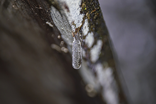 Frozen water droplet in winter