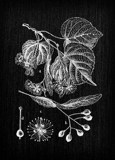 Botany plants antique engraving illustration: Tilia (linden) Botany plants antique engraving illustration: Tilia (linden) linden new jersey stock illustrations