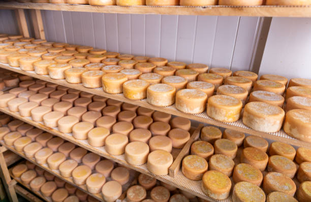 istock Head cheese on shelf in cheese dairy 1336355922