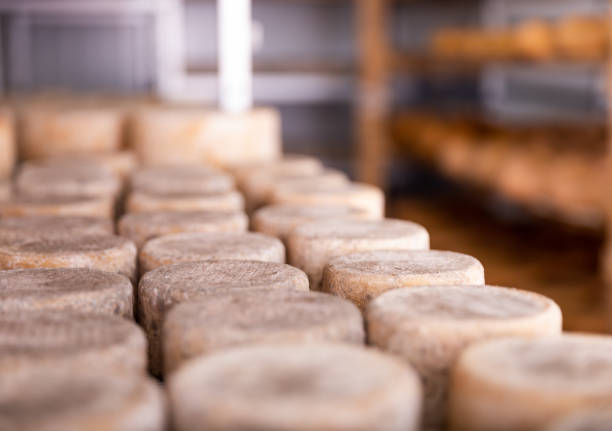 istock Head cheese on shelf in cheese dairy 1336355931