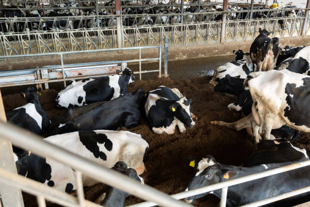 istock Cows eating hay in cowshed on dairy farm at day 1336355989