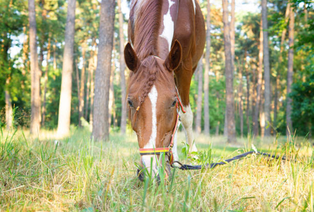 Horse with a braid grazing in a forest glade on a sunny day