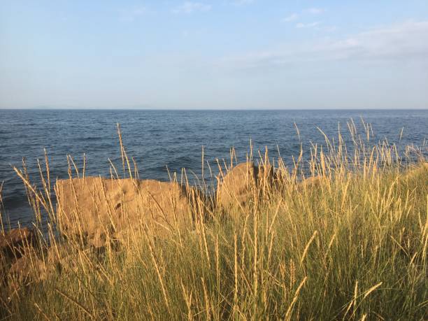 istock yellowed grass by the sea sea nature 1336356098