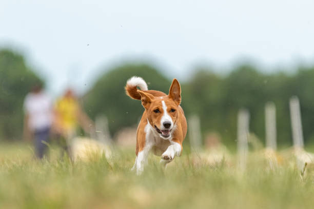 Basenji dog running across the field Basenji dog training coursing runs across the field agility animal canine sports race stock pictures, royalty-free photos & images