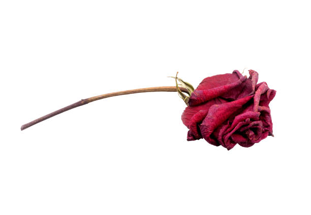 istock red dry rose isolated on white background 1336356945