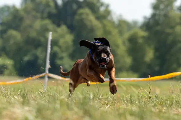 Cane Corso running across the field on competition
