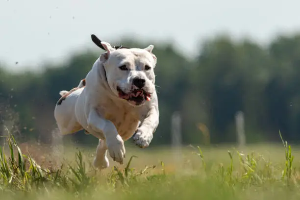 Staffordshire Bull Terrier running in the field on competition