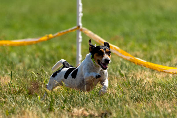 istock jack russell terrier running lure coursing competition on field 1336356989
