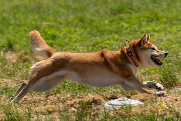 istock shiba inu running lure coursing competition on field 1336357028