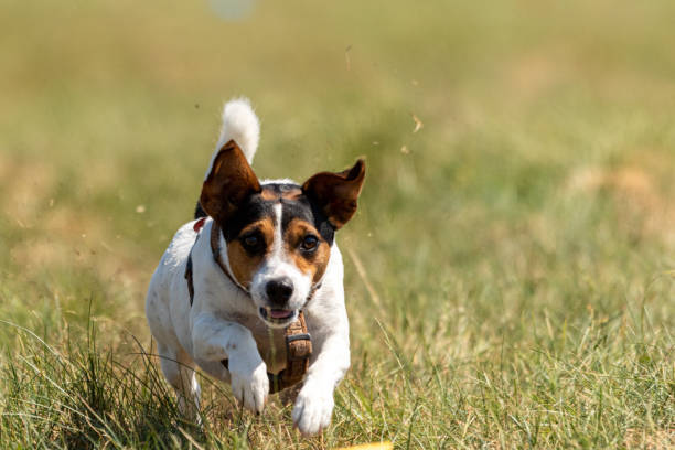 istock jack russell terrier running lure coursing competition on field 1336357071