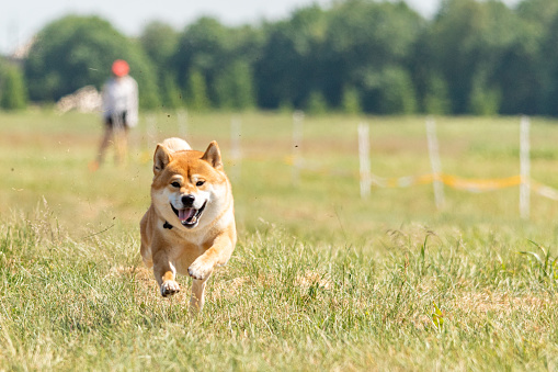 shiba inu running lure coursing competition on green field