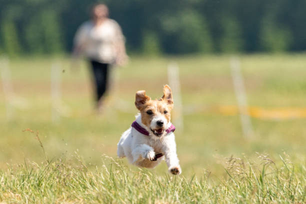 jack russell terrier running lure coursing competition on the field