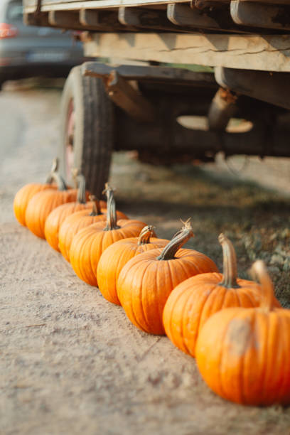 istock row of orange pumkings 1336359514