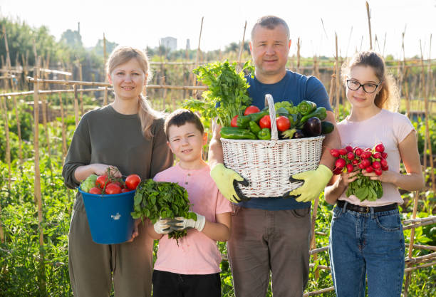 istock Family posing in garden with picked vegetables 1336360041