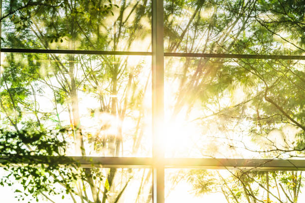 istock sunshine through trees in morning with dews on the window 1336360420
