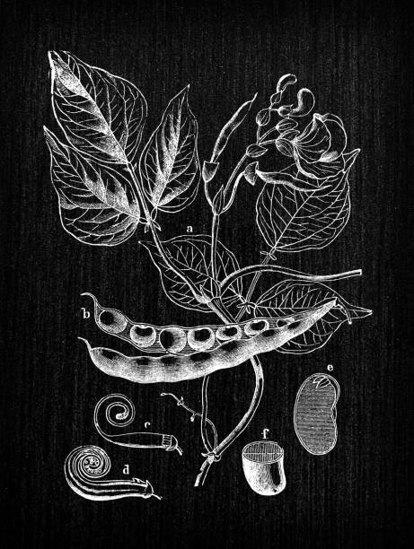 Botany plants antique engraving illustration: Phaseolus vulgaris (common bean)